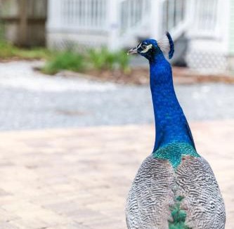 St. Augustine House | Magnolia House