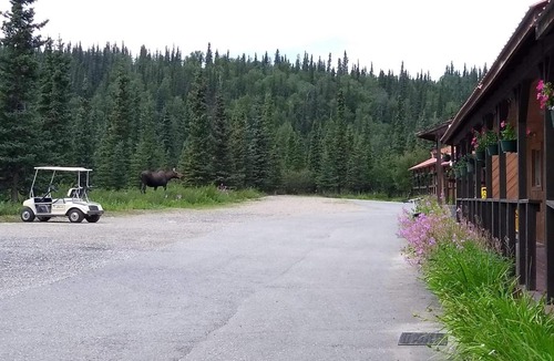 Healy Hotel | White Moose Lodge