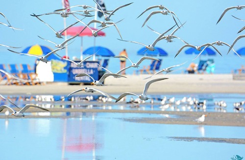 South Island Condo | Your Piece of Paradise! Super 2B/2B Beachfront Condo At Island Winds, Heated Pool, Tennis, WiFi