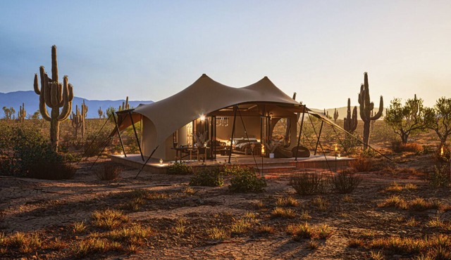 SaguaroGlamp