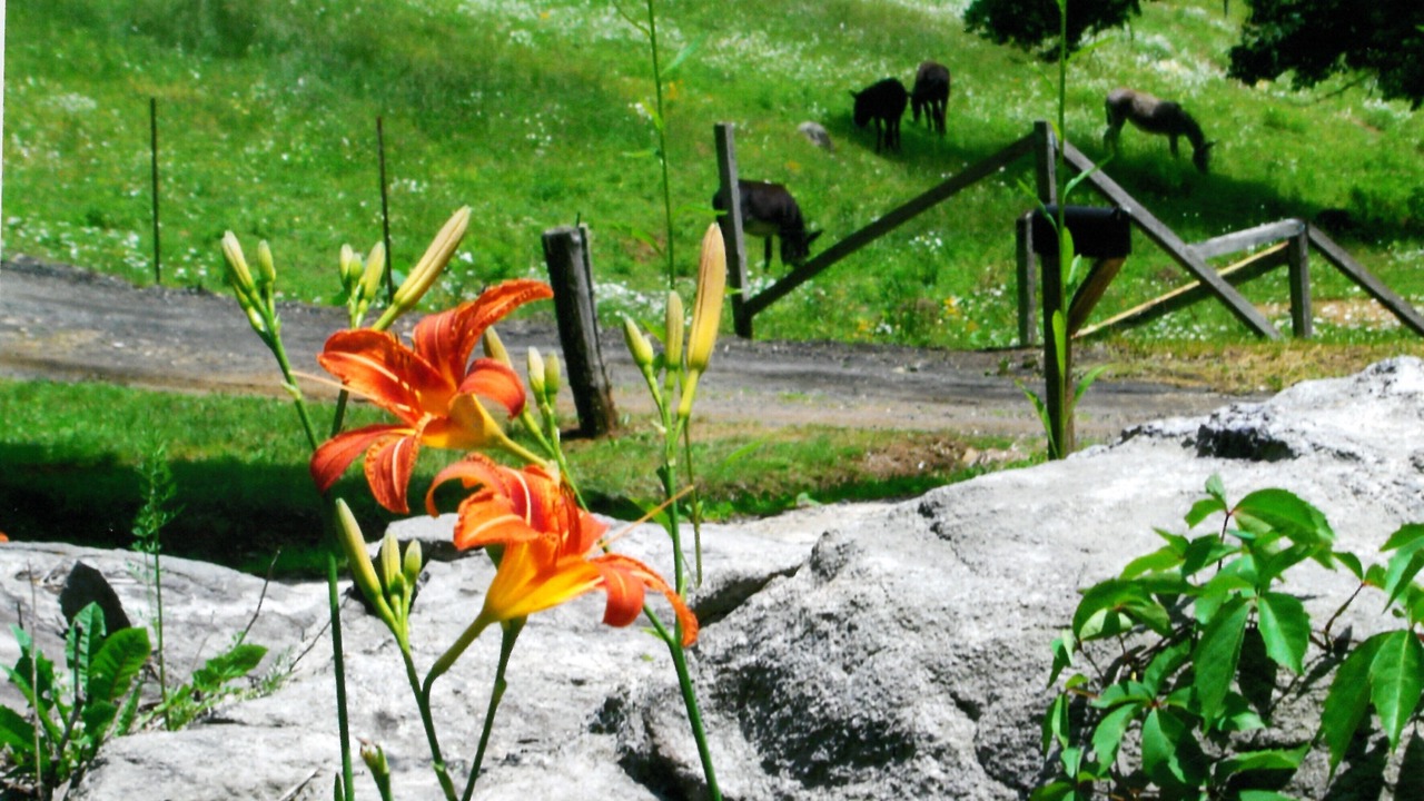 Photo of Outdoor in Bakersville