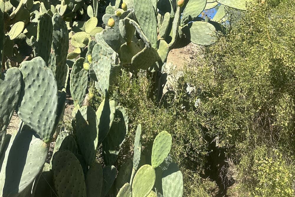 Photo of Outdoor in Rancho Penasquitos