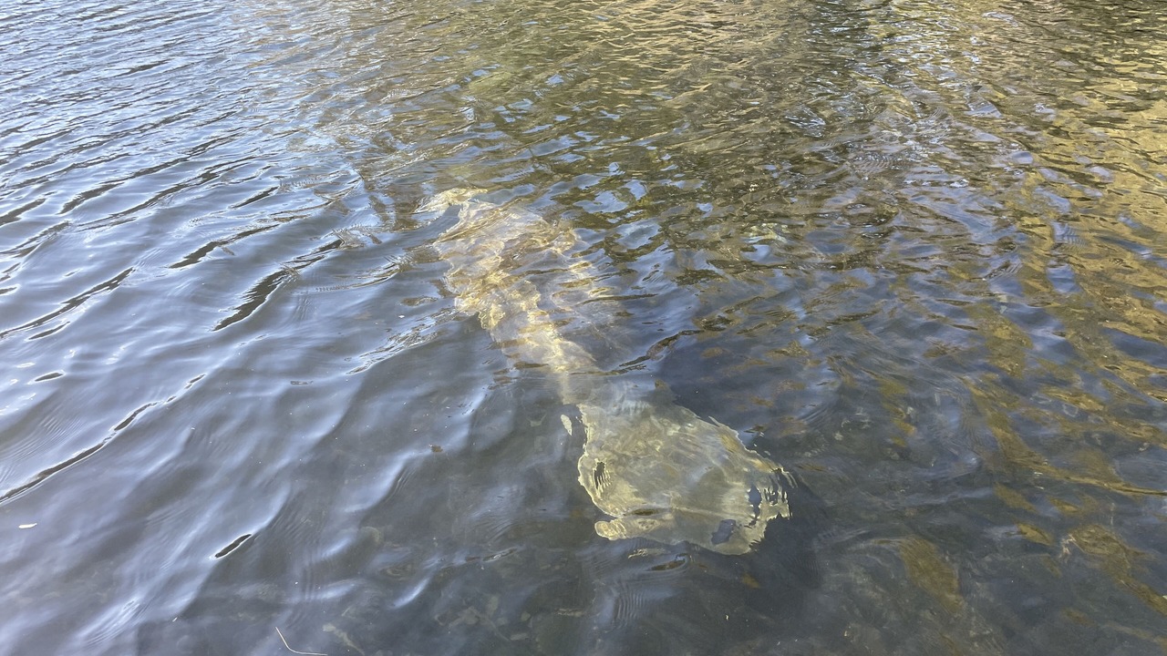 Photo of Others in Homosassa