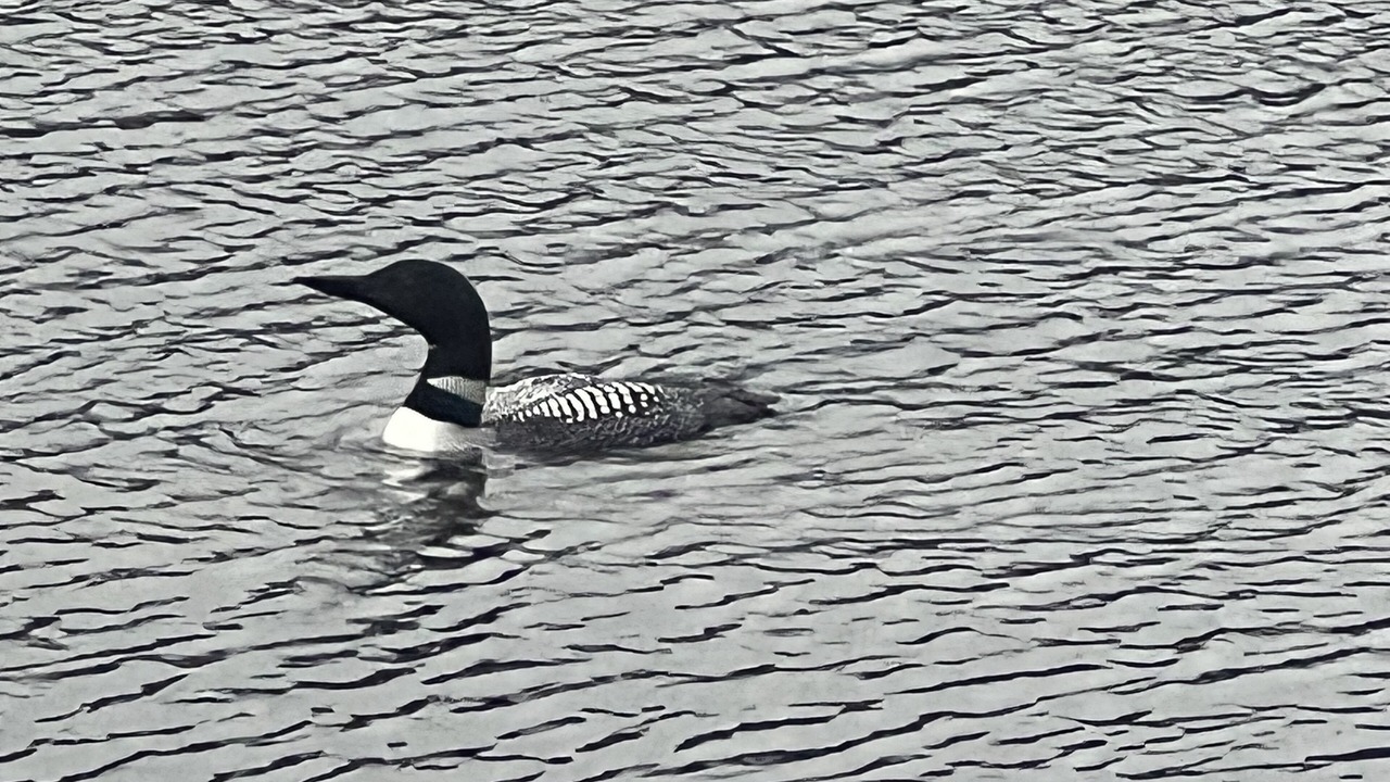 Photo of Others in Dedham