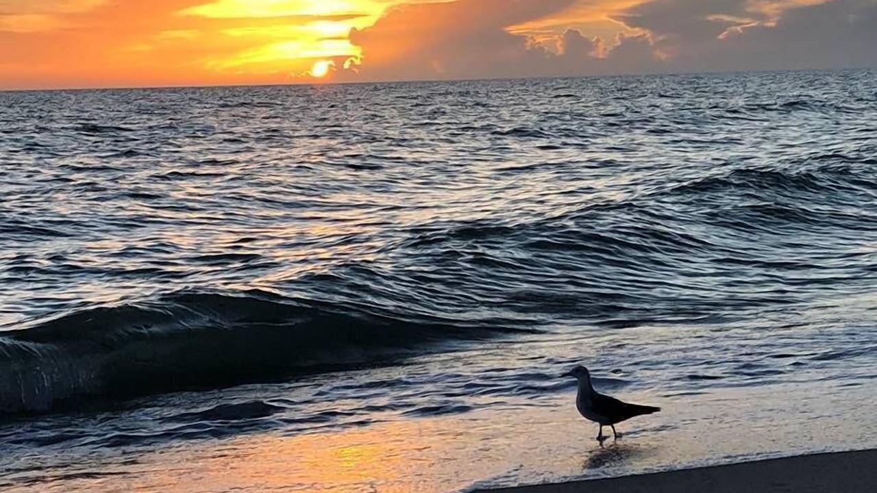 Photo of Others in Longboat Key