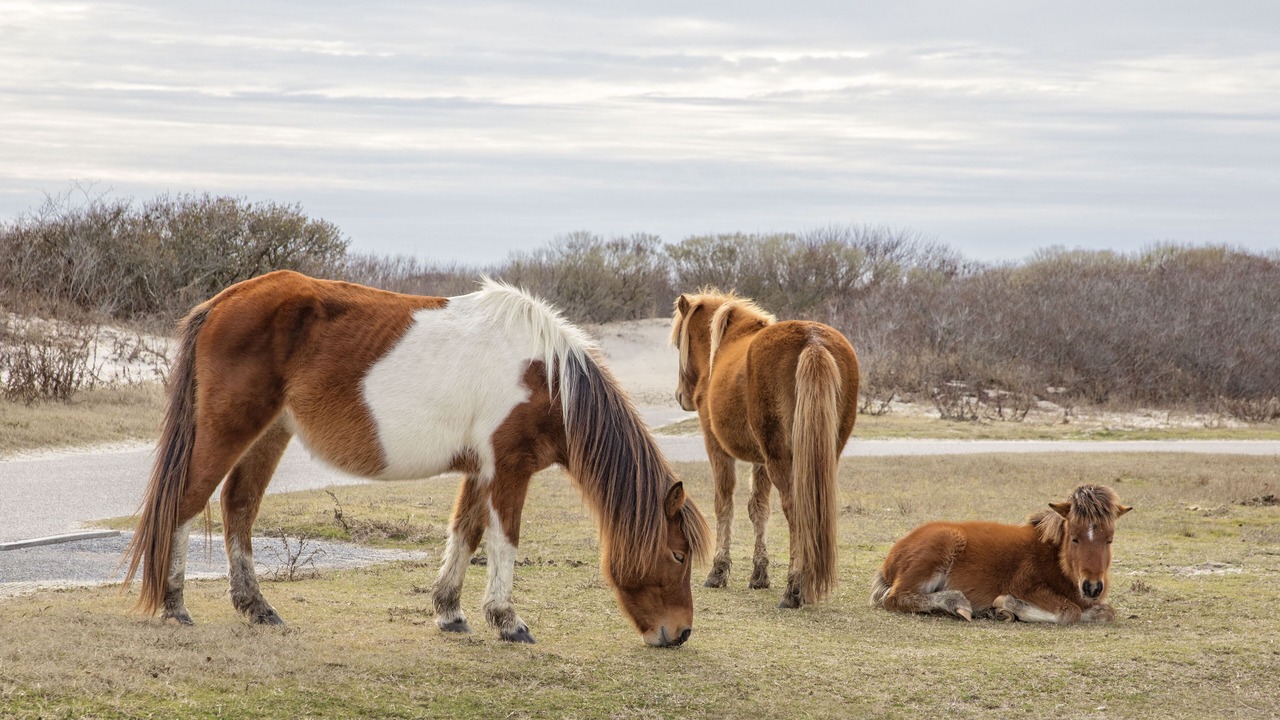 Photo of Others in North Ocean City
