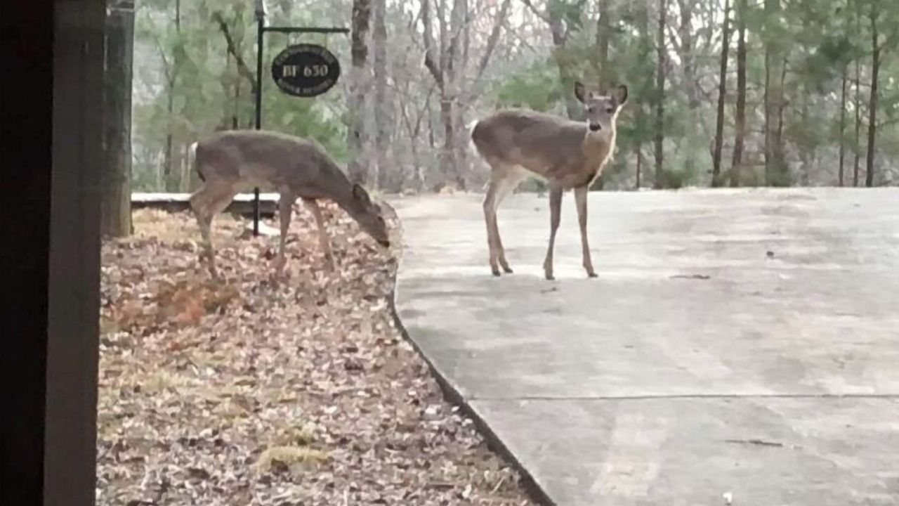 Photo of Others in Ellijay