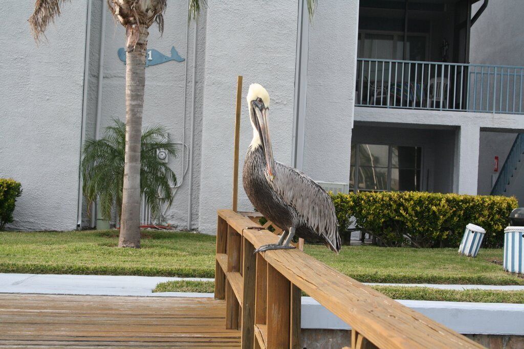 Photo of Outdoor in Madeira Beach