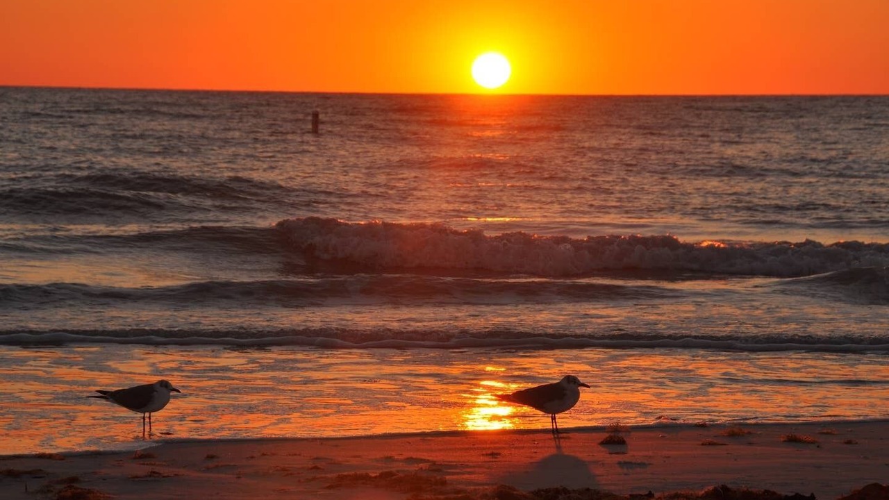 Photo of Others in Sarasota