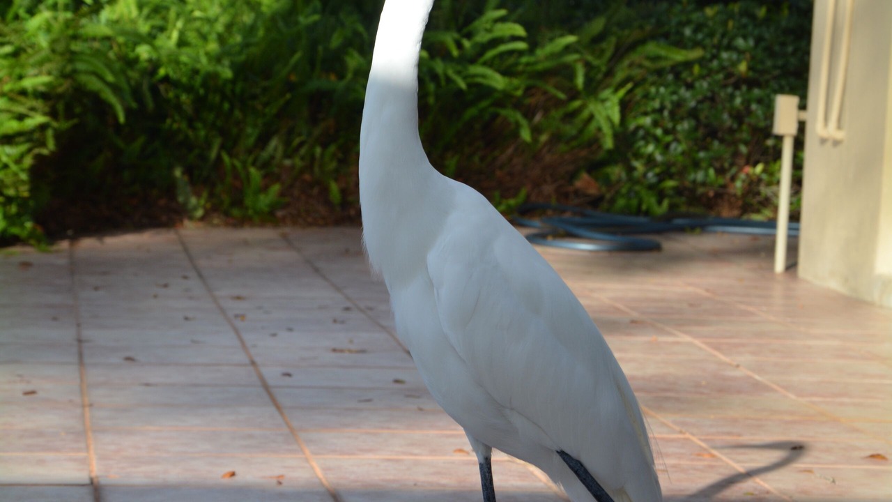 Photo of Others in Pinellas Point