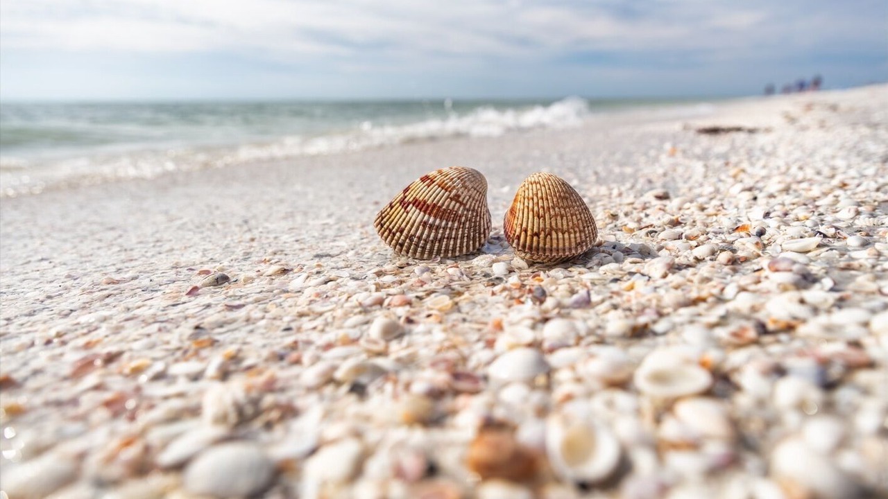 Photo of Others in Marco Island