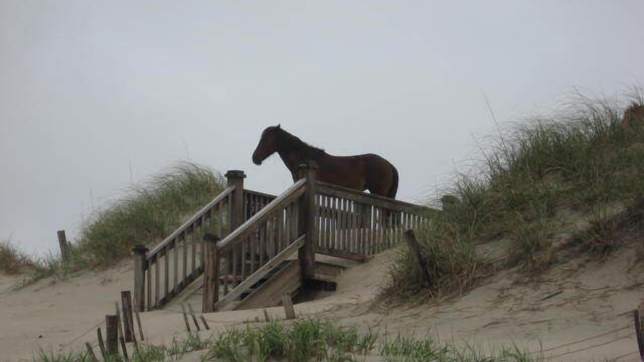 Photo of Outdoor in Ocean Sands