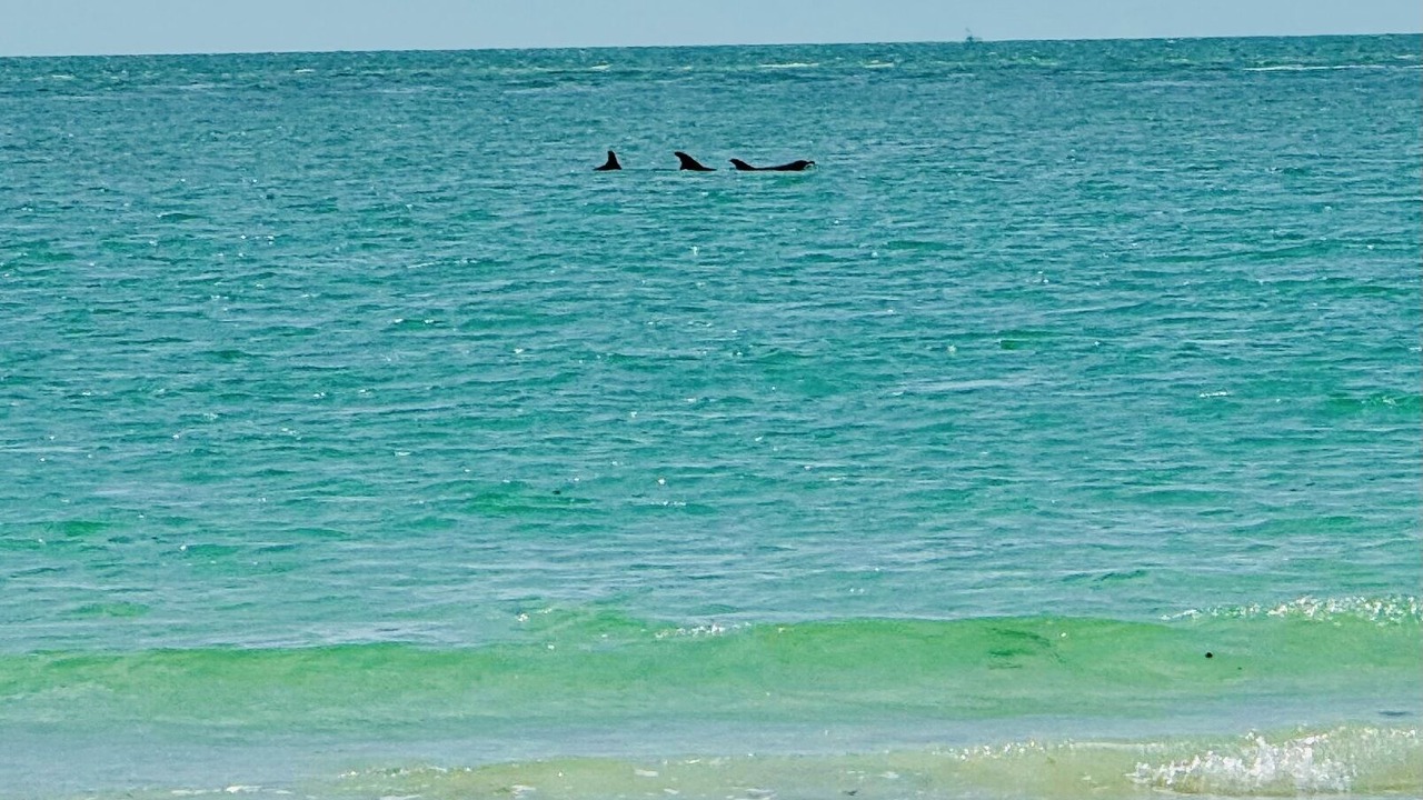 Photo of Others in Bradenton Beach