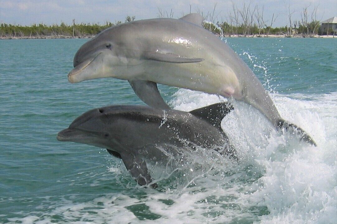 Photo of Others in Caloosahatchee