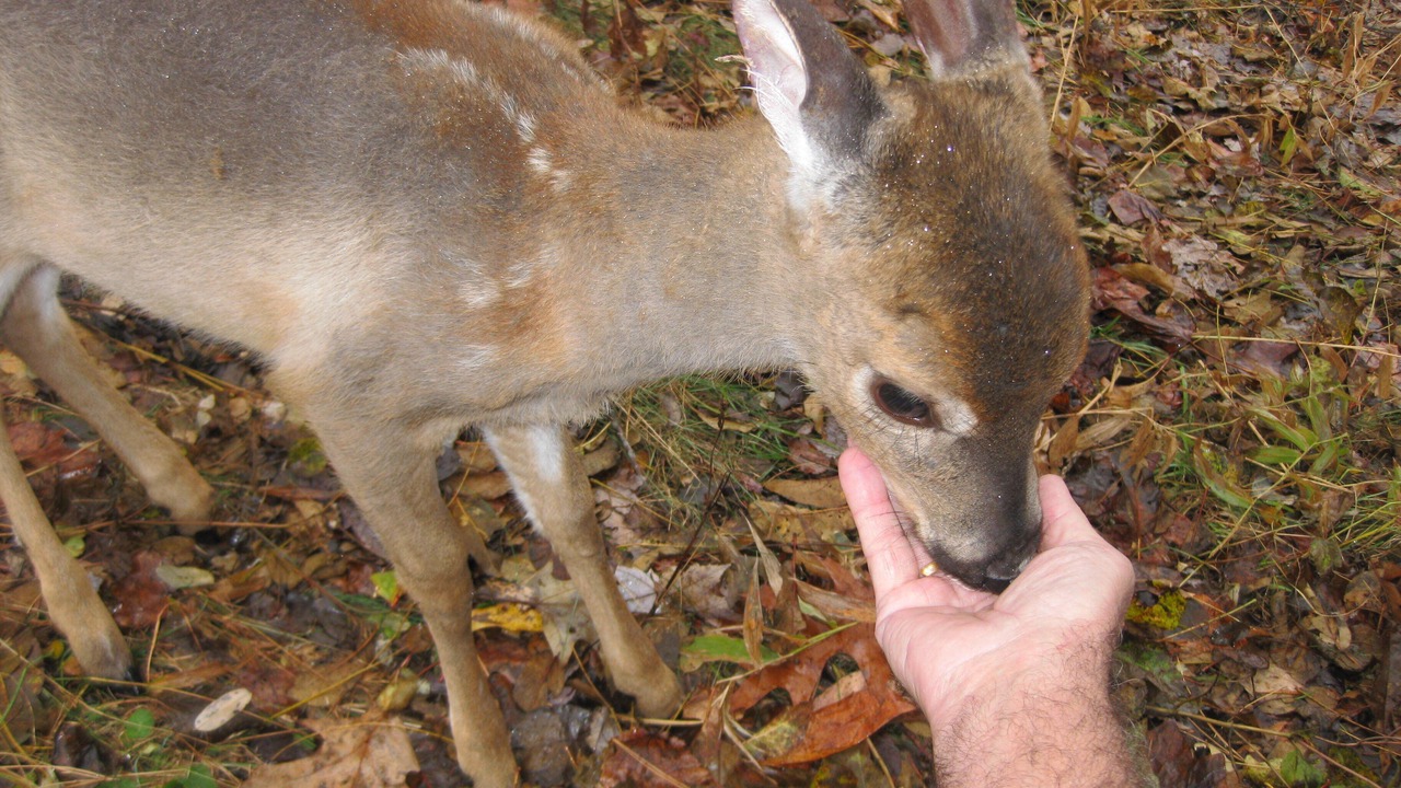 Photo of Outdoor in Roan Mountain