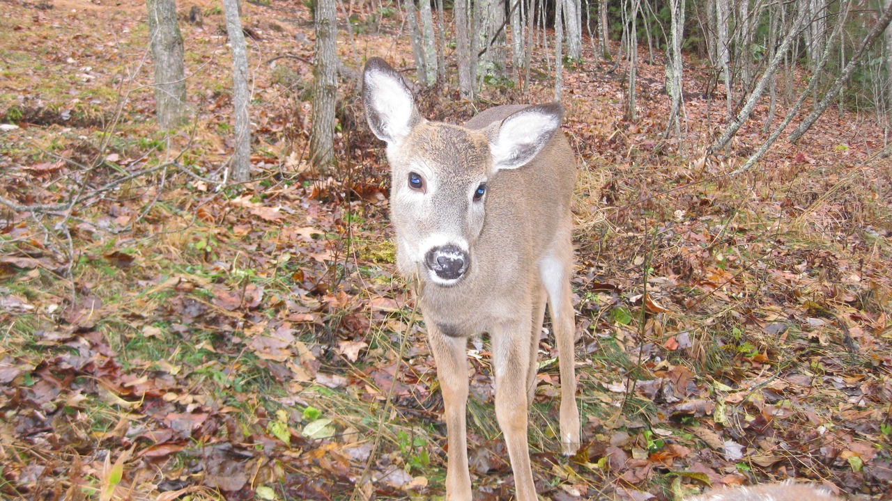 Photo of Outdoor in Roan Mountain