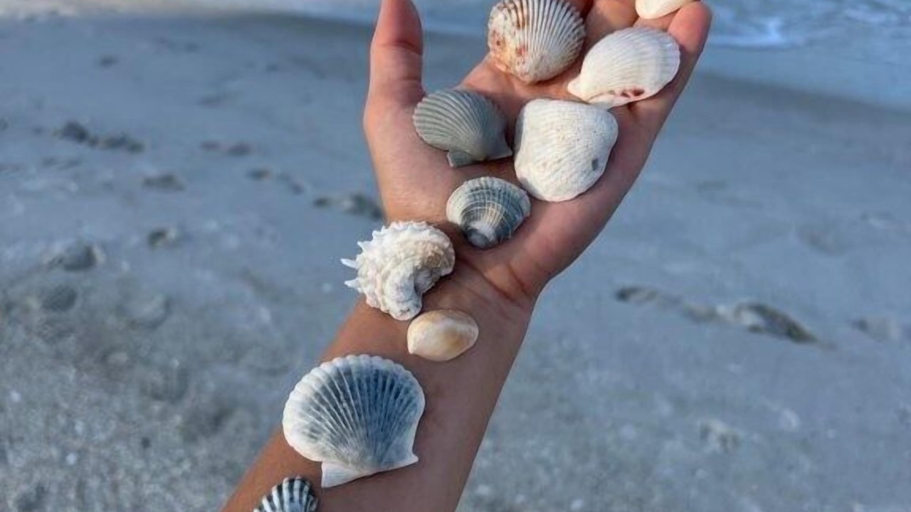 Photo of Others in Holmes Beach
