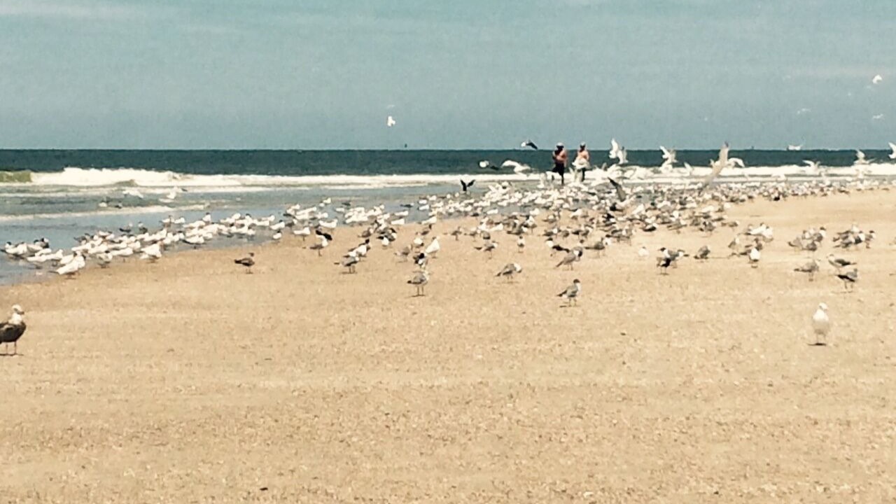 Photo of Others in Tybee Island