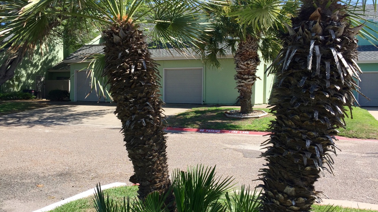 Photo of Outdoor in Corpus Christi