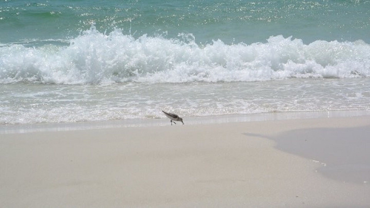 Photo of Others in Miramar Beach