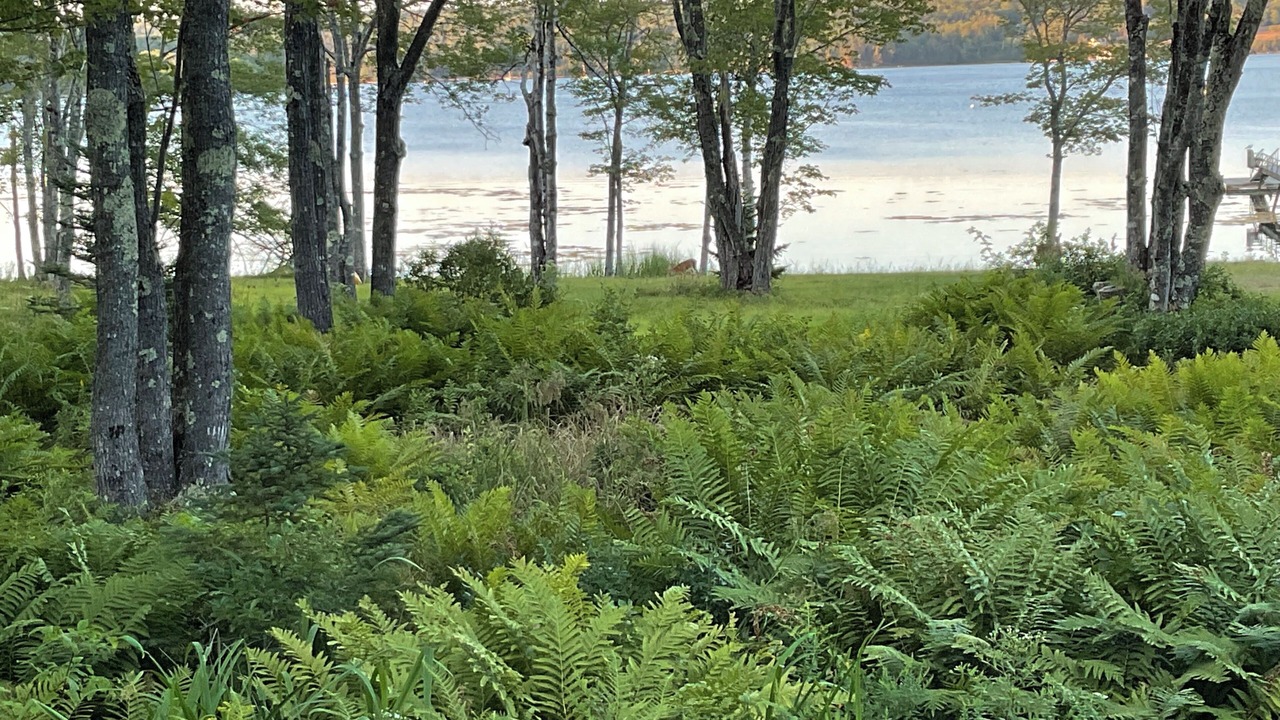 Photo of Others in Deer Isle