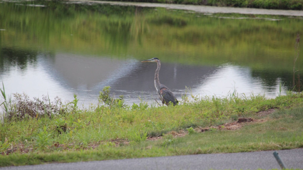 Photo of Others in Ocean View