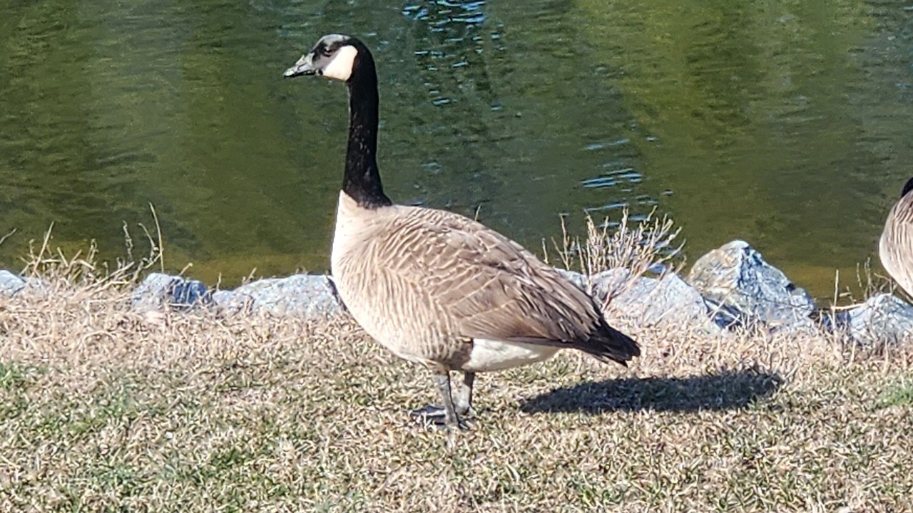 Photo of Others in Assateague Pointe