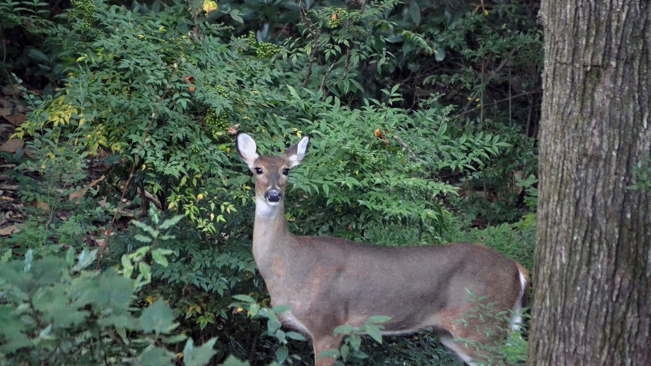 Photo of Others in Dawsonville