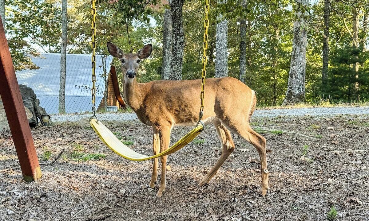 Photo of Others in Ellijay