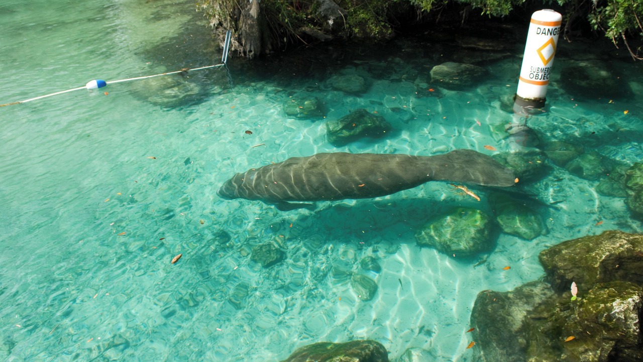 Photo of Others in Crystal River