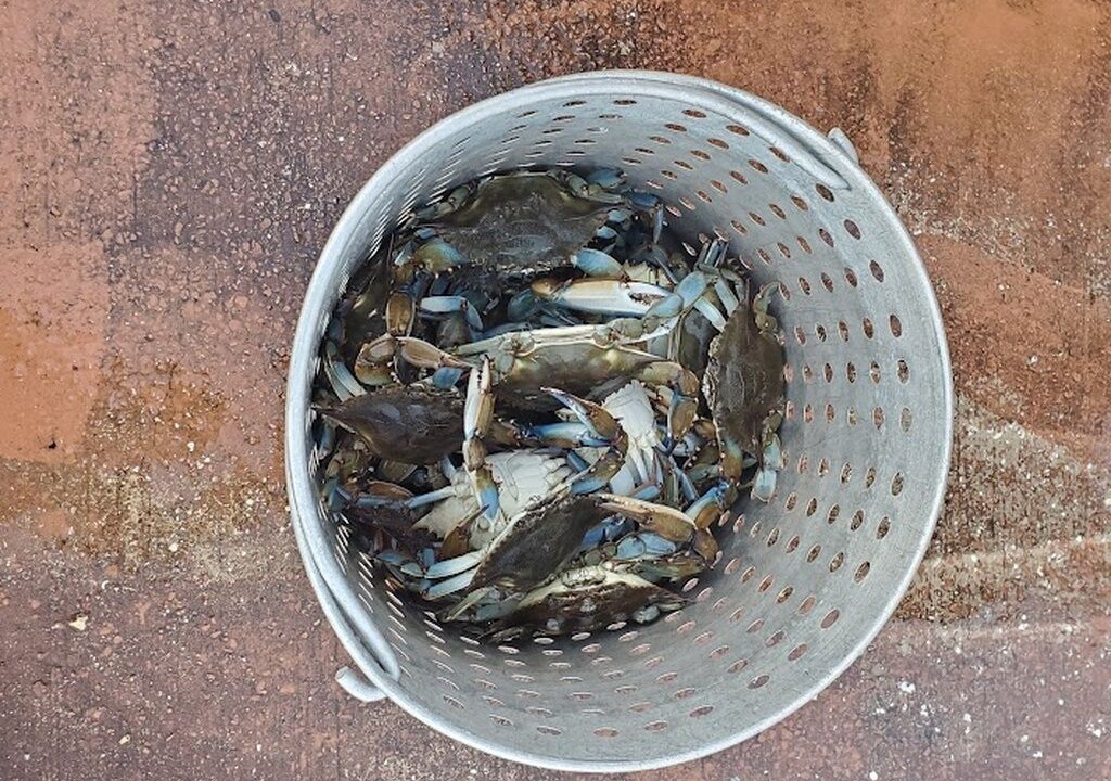 Photo of Others in Crystal River