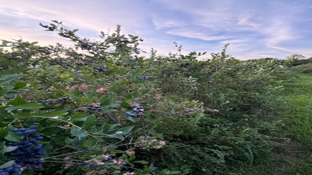 Photo of Outdoor in Crystal Hill