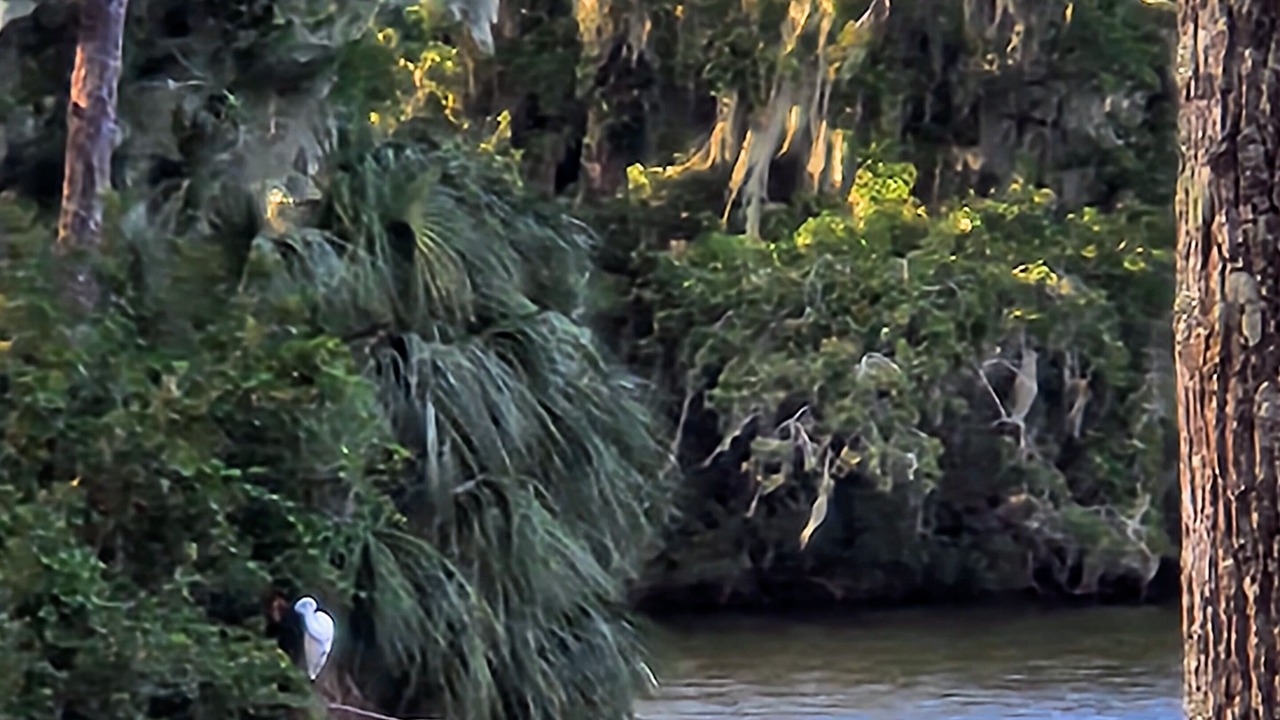 Photo of Others in Saint Simons Island