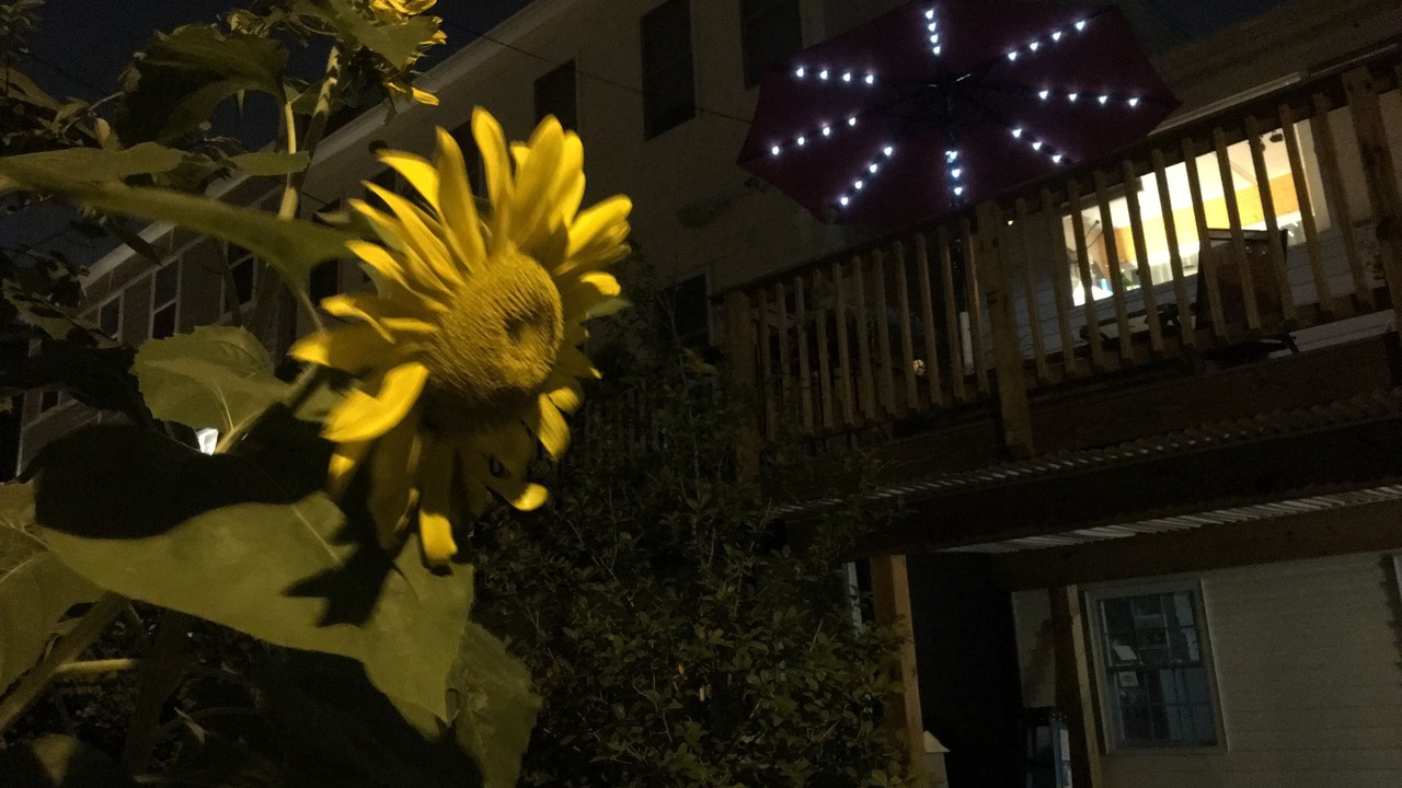 Photo of Outdoor in Kingman Park