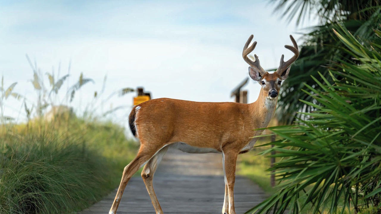 Photo of Others in Saint Helena Island
