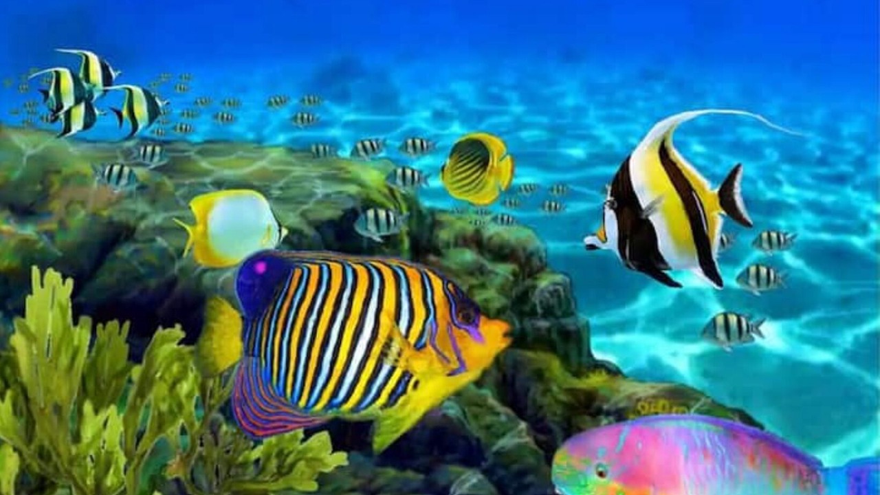 Photo of Others in Lahaina