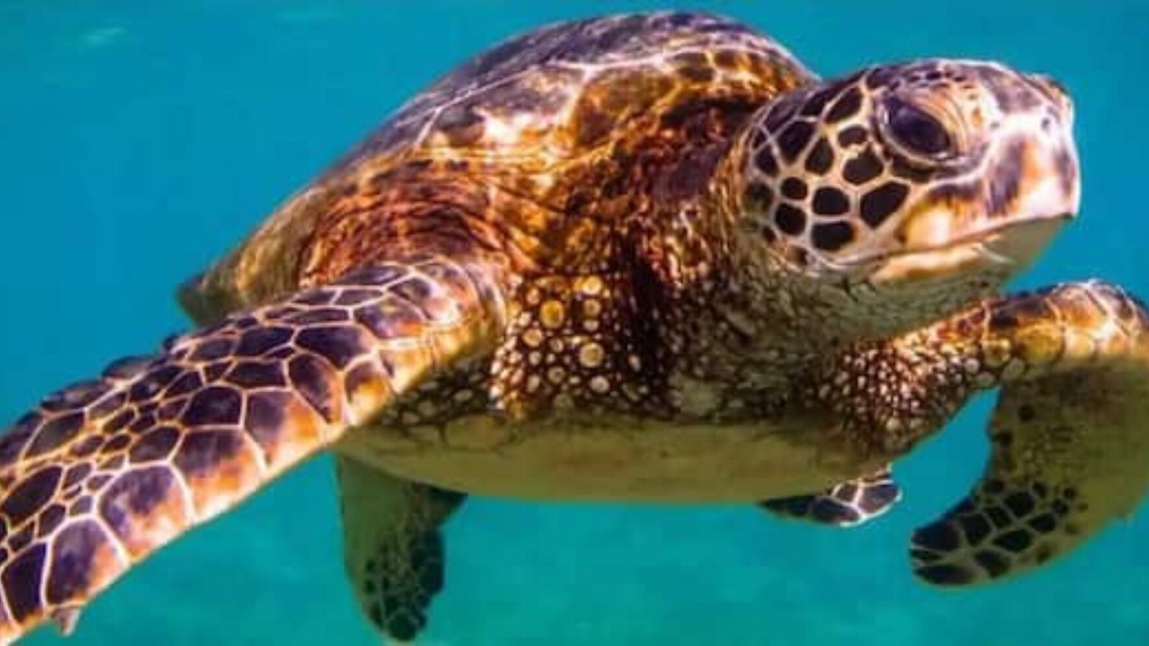 Photo of Others in Lahaina