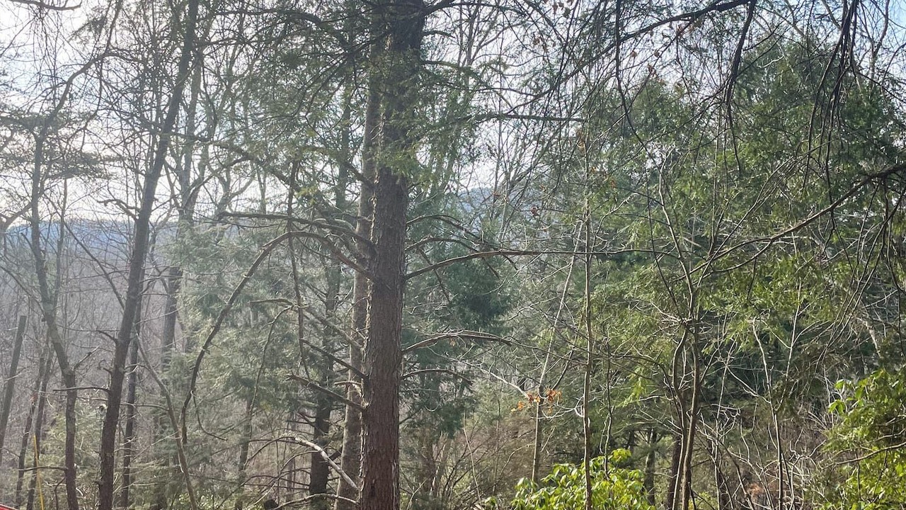 Photo of Others in Ellijay