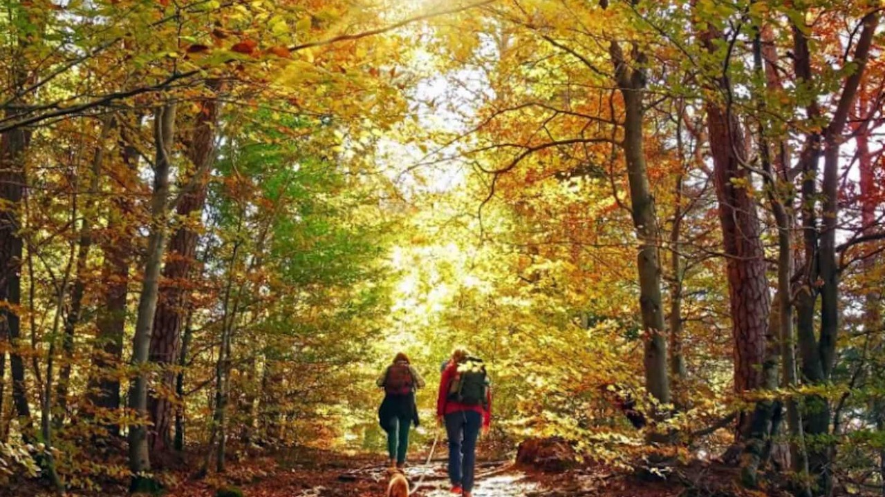 Photo of Outdoor in Ellijay