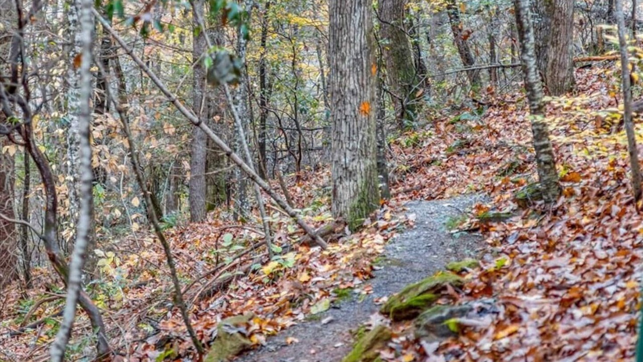 Photo of Others in Ellijay