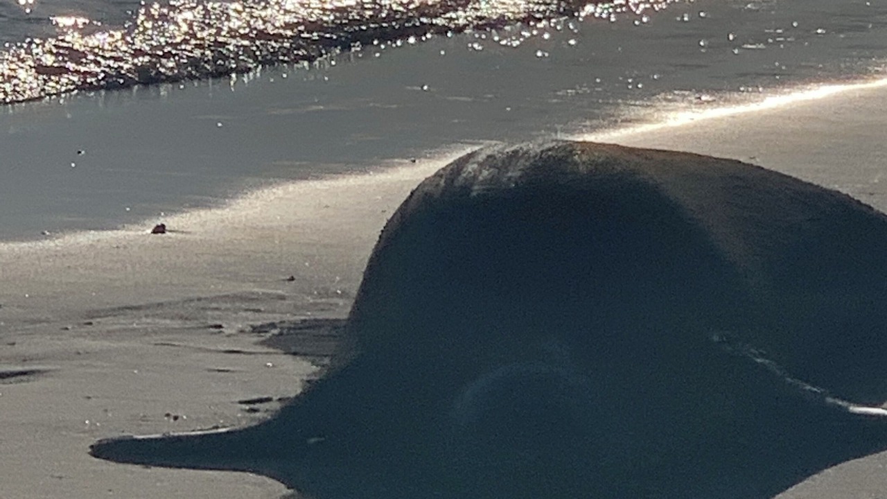 Photo of Others in Kahana